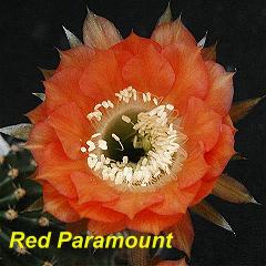EP-H. Red Paramount.4.1.jpg 